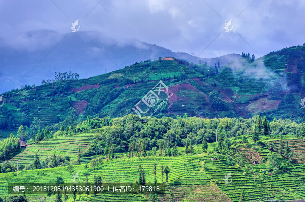普洱茶山