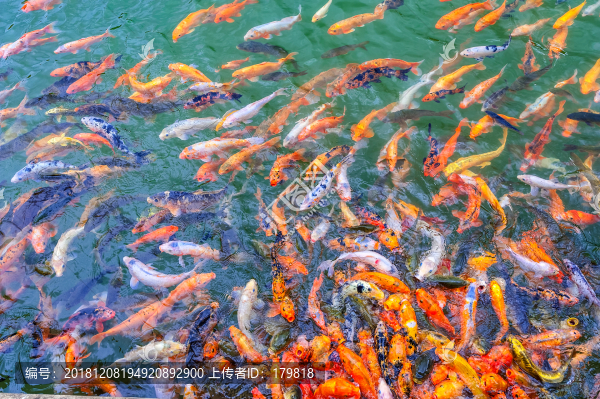 游動的魚群