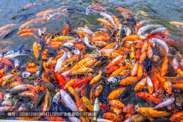 進食的魚群