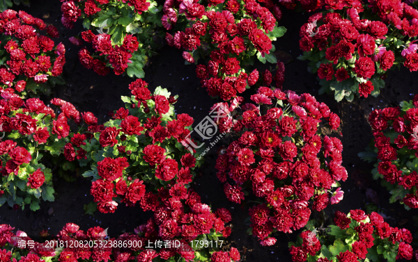 紅色菊花背景