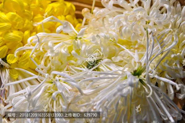 菊花