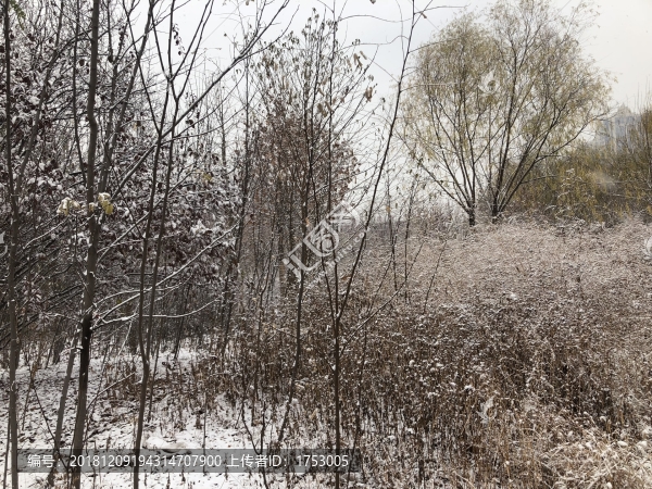 初雪