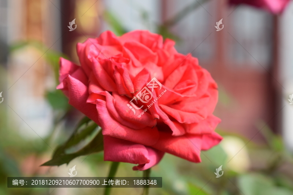 紅色月季花
