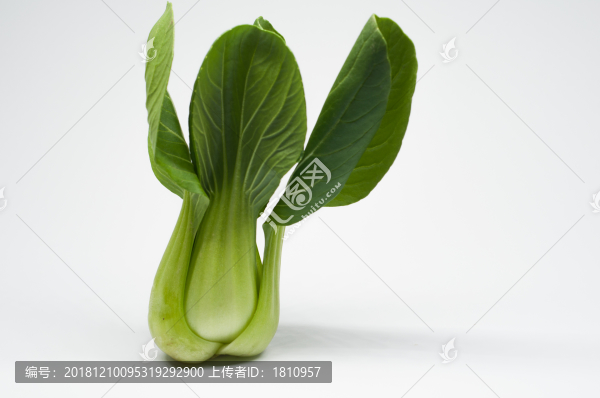 小油菜