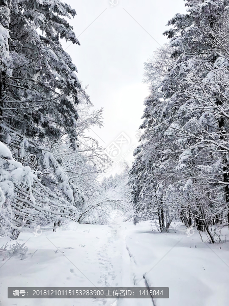 森林雪景