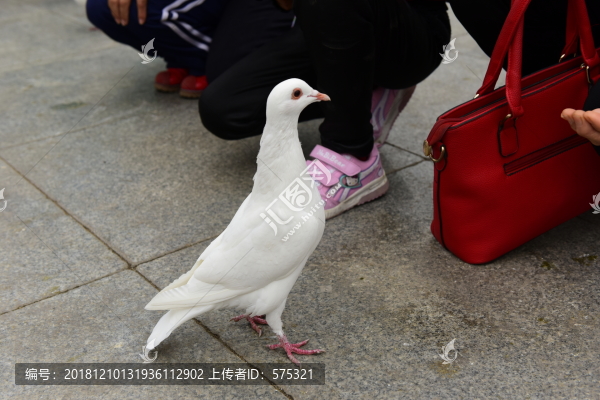 喂鴿子