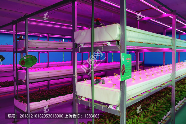 植物工廠
