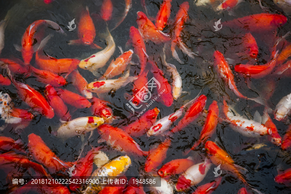 公園里的紅鯉魚