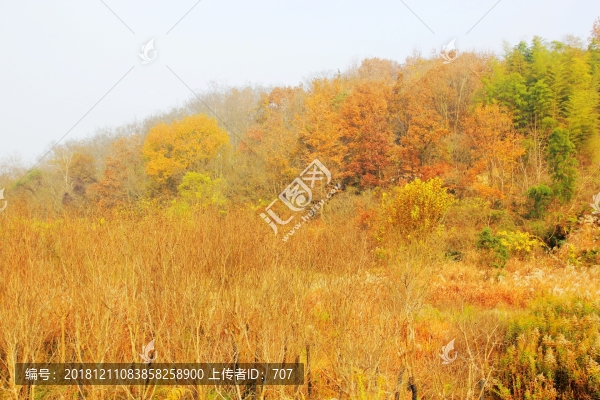 層林盡染