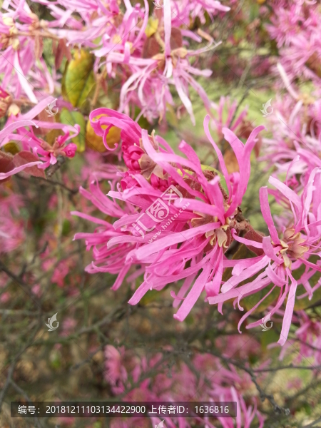 繁花似錦
