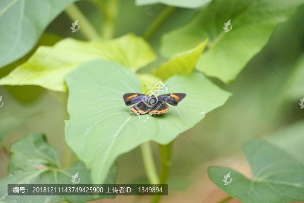 蝴蝶
