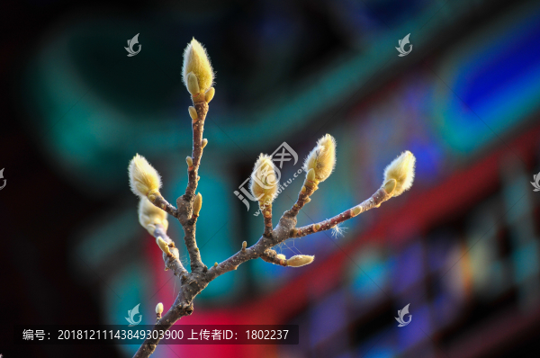 白玉蘭