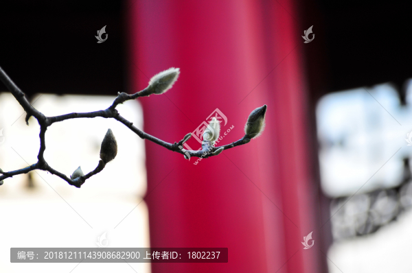白玉蘭