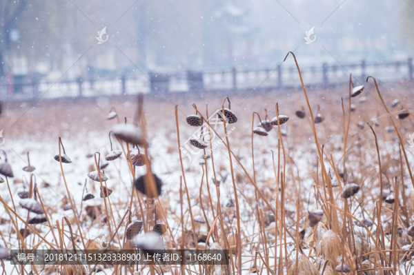 雪潤殘荷韻味濃
