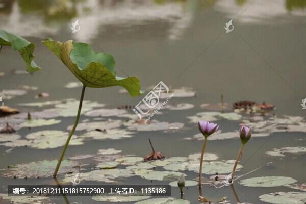 荷花池-匯圖網(wǎng) www.fosd68.com 荷花池