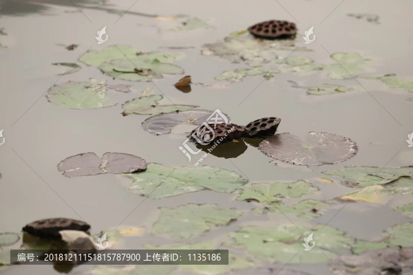荷花池