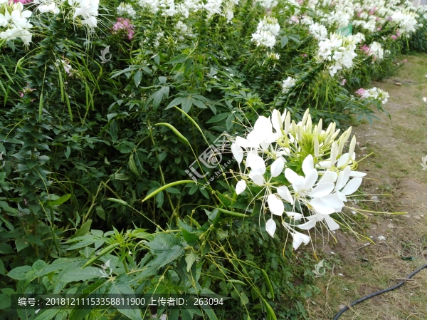 菊花