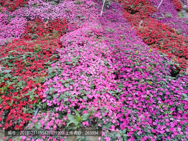 粉色小花