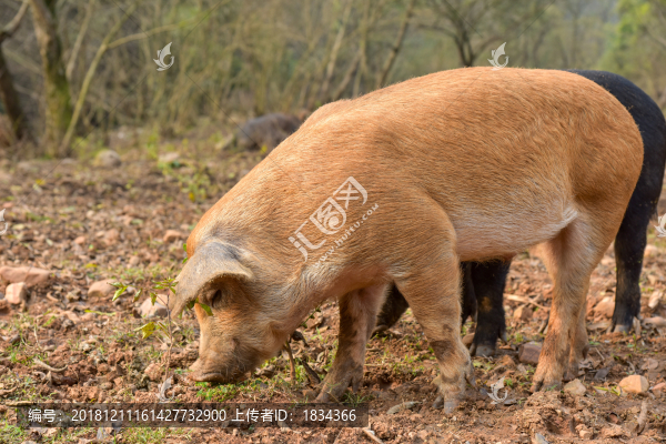 散養(yǎng)豬