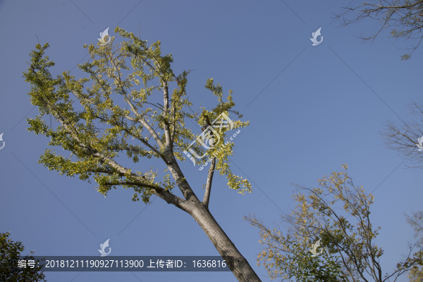 樹