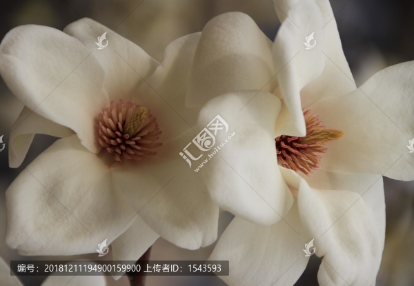 白玉蘭