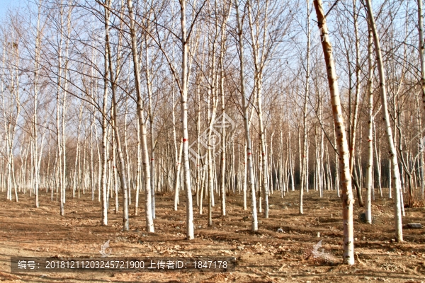 白樺林