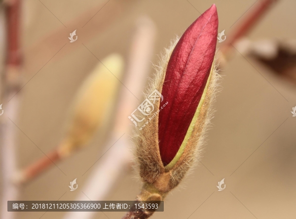 紅玉蘭