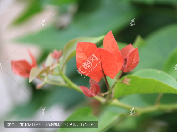 三角梅