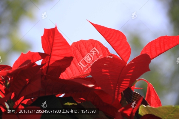 一品紅