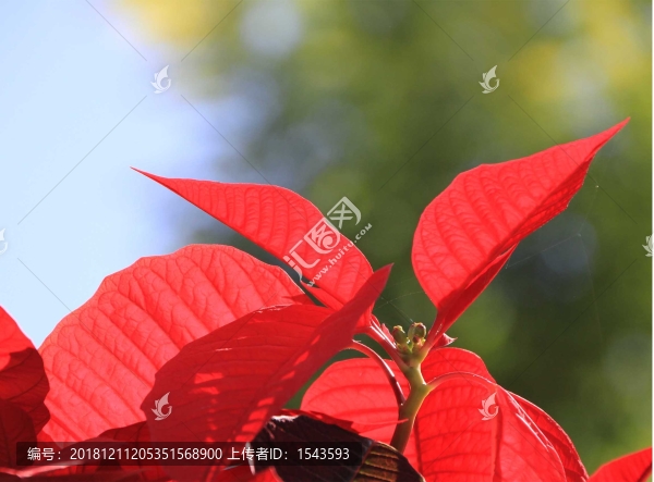 一品紅