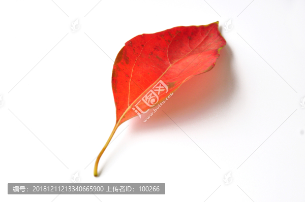 一片紅葉