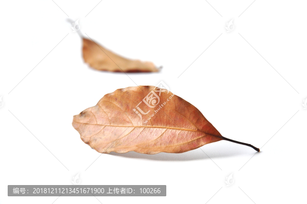一片落葉