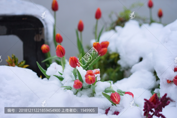 雪中郁金香