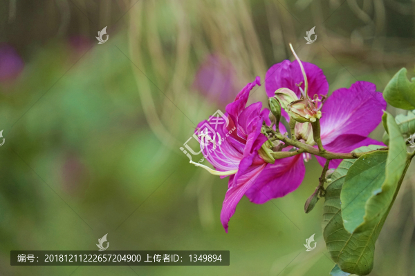 紫荊花
