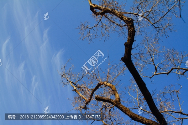 枯枝藍(lán)天