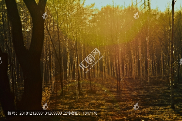 夢(mèng)幻白樺林