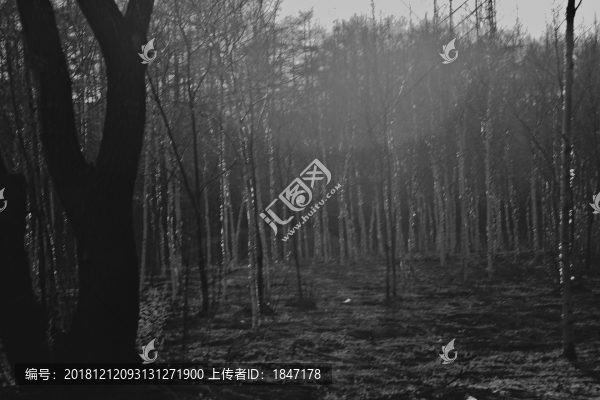 黑白白樺林