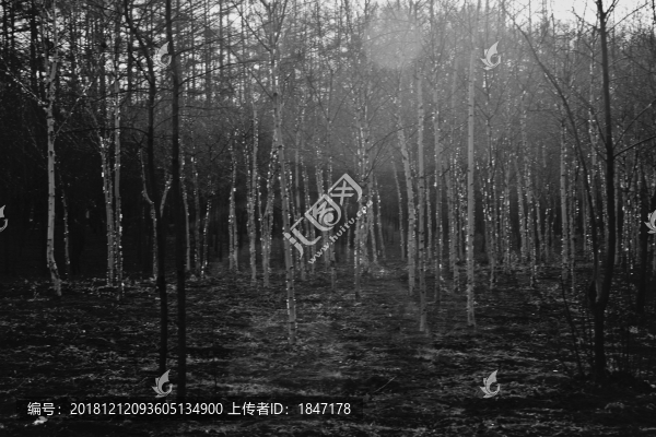黑白白樺林