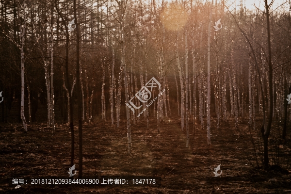 褐色白樺林