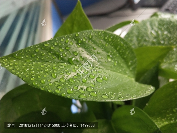 晨露