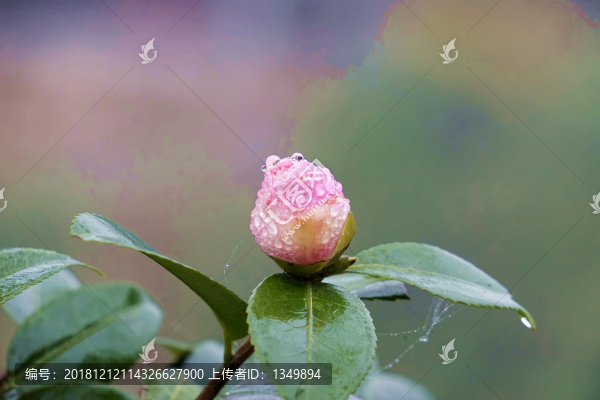 茶梅6