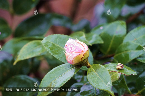 茶梅5