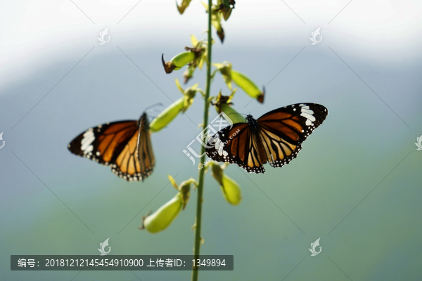 蝴蝶