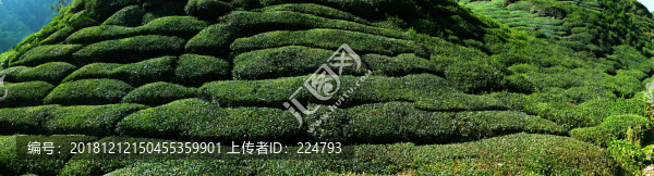 茶園風(fēng)光