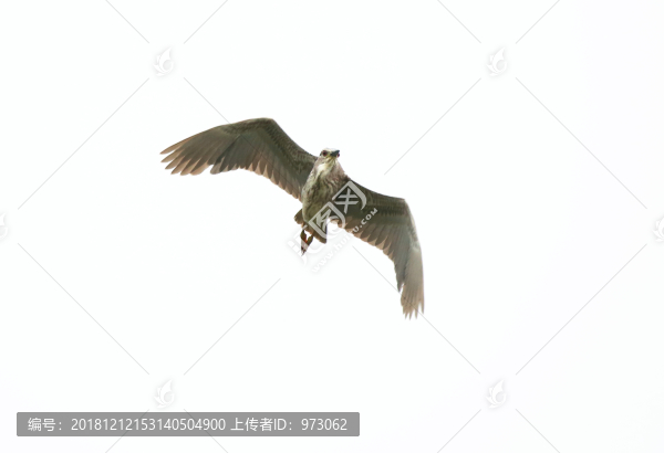 自在飛翔