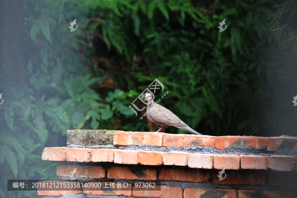 珠頸斑鳩回眸