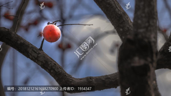 柿子
