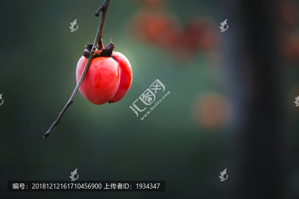 柿子