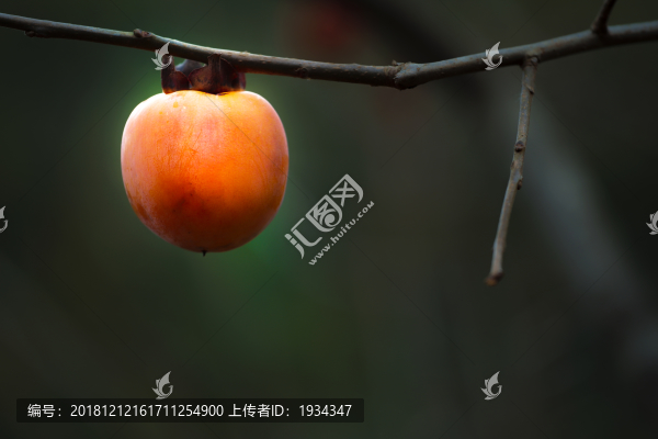 柿子
