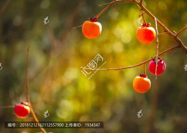 云南柿子